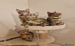 Bengal cats for sale:  🌟 Stunning Bengal Kittens  🌟 🥰🥰 - Image 3