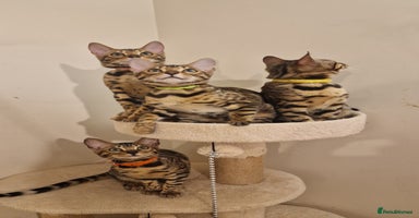 Bengal cats - Advert 6