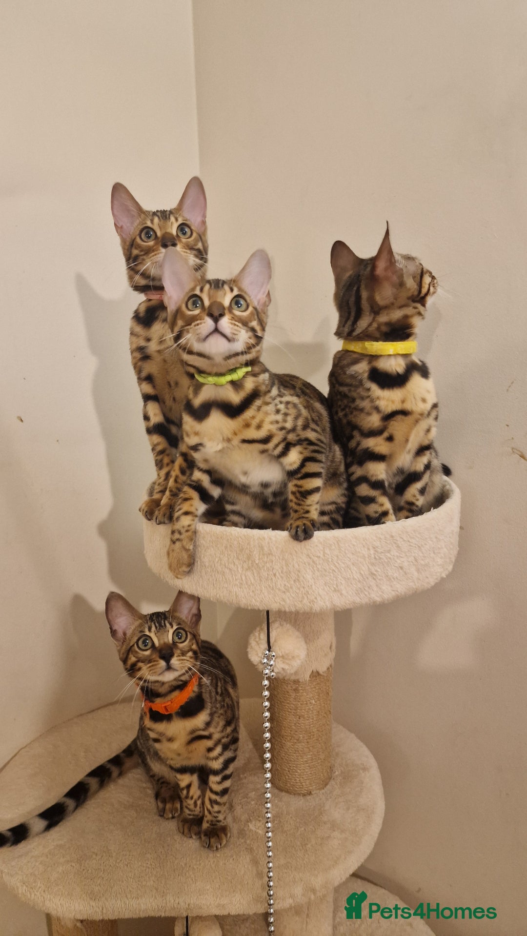 Bengal cats for sale:  🌟 Stunning Bengal Kittens  🌟 🥰🥰 - Image 3