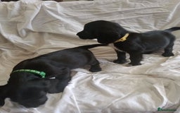 Sprocker dogs for sale: 8 gorgeous Sprocker puppies  - Image 6