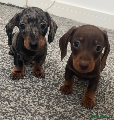 Miniature Dachshund dogs - Advert 14