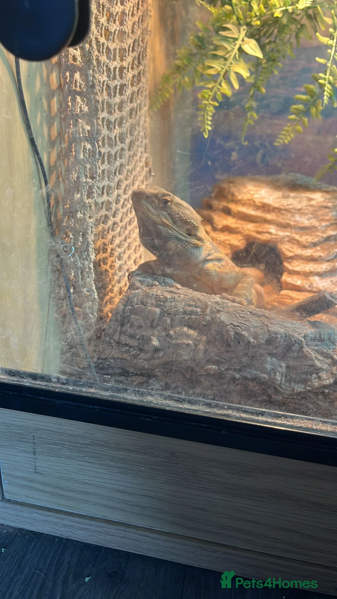 Bearded Dragon reptiles for sale: 3 year old bearded dragon  - Advert 5