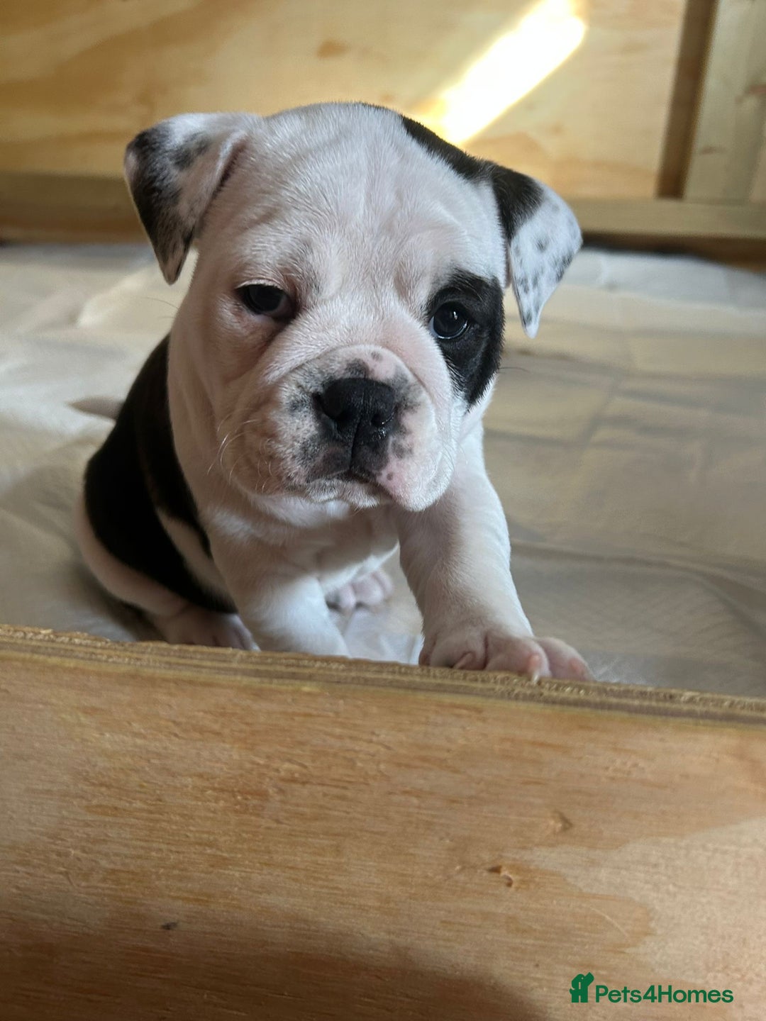 Olde English Bulldogge dogs for sale: Last 2 baby girls left  - Image 16