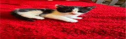 Mixed Breed cats for sale: kittens for sale  - Advert 8