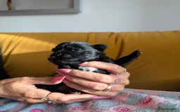 Yorkshire Terrier dogs for sale: Black Onyx Yorkie ready to Reserve 🖤 - Image 6