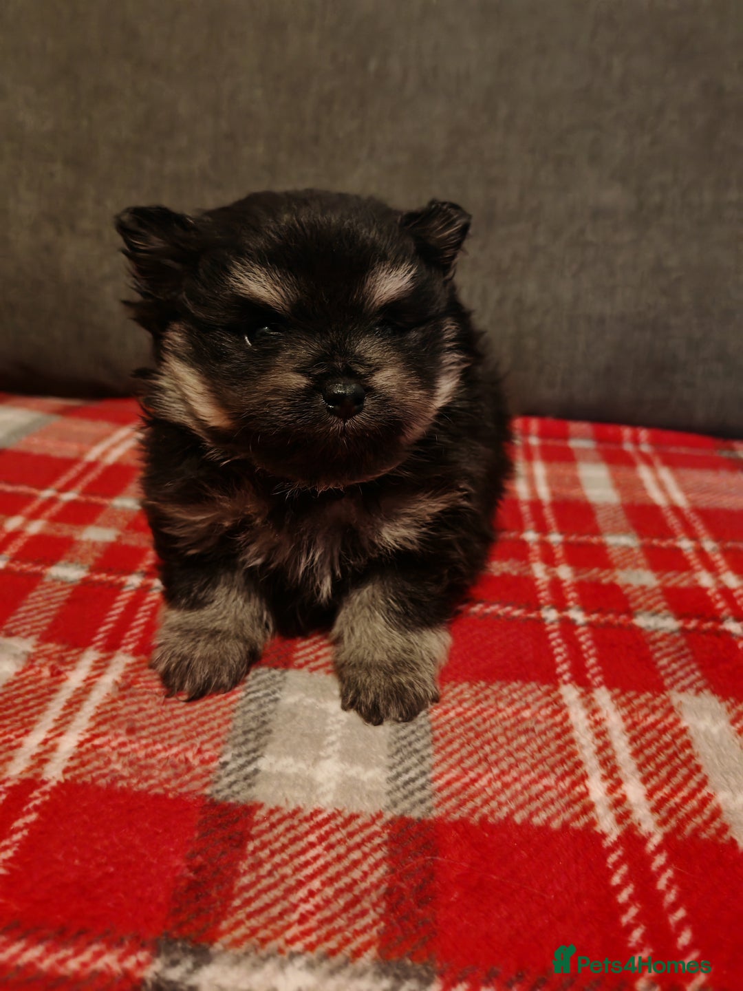 Pomeranian dogs for sale: 4 week old male pomeranians - Advert 3