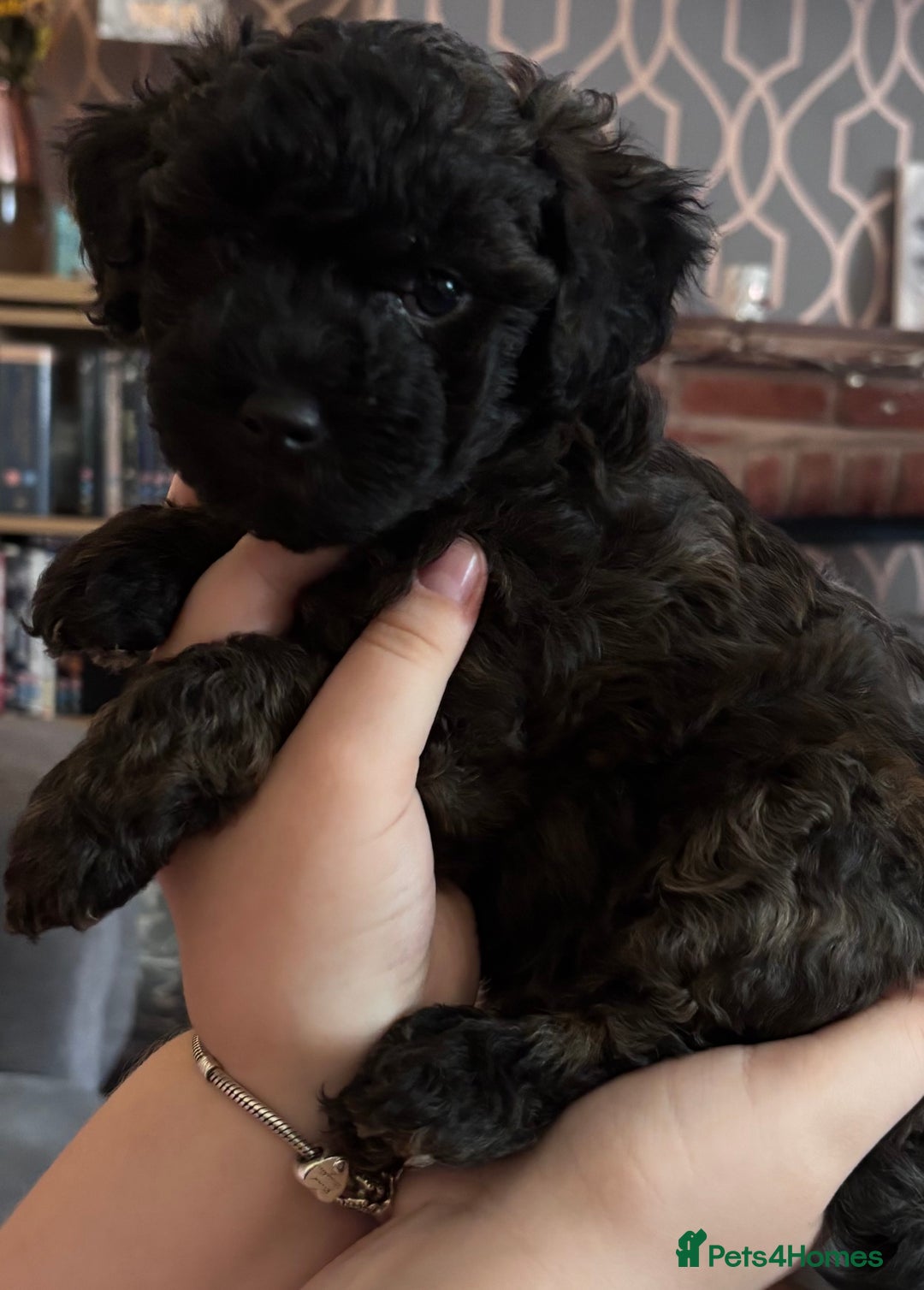 Yorkiepoo dogs for sale: Beautiful yorkipoo puppies - Image 28