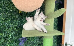 British Shorthair cats for sale: Beautiful British Shorthair Kittens... - Image 33
