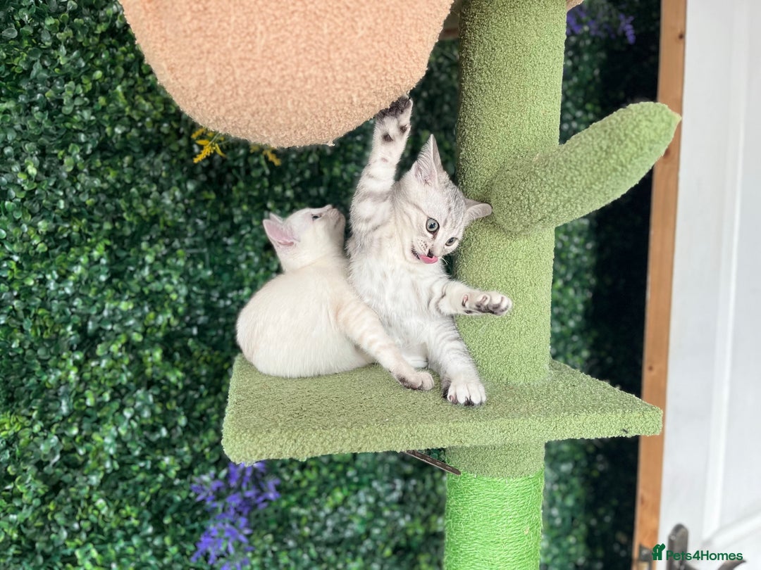 British Shorthair cats for sale: Beautiful British Shorthair Kittens... - Image 33
