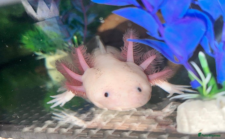 Axolotl reptiles - Advert 2