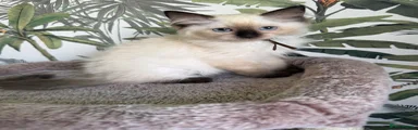 Ragdoll 4