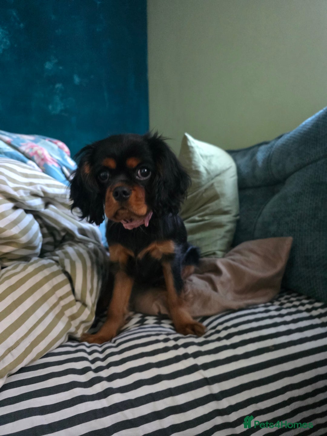 Cavalier King Charles Spaniel dogs for sale: KC reg cavalier king charles puppy - Advert 2