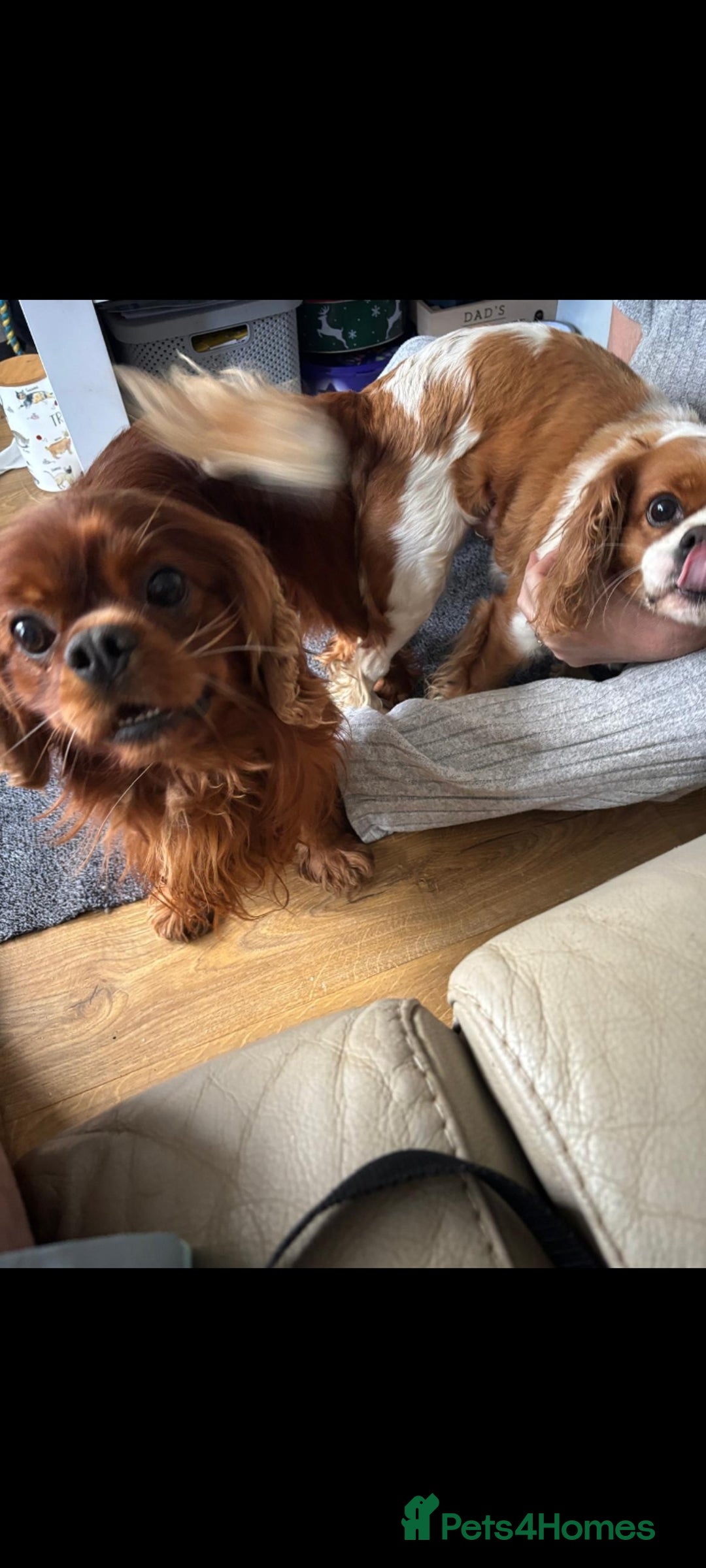 Cavalier King Charles Spaniel dogs for sale: Cavalier King charlies - Advert 11