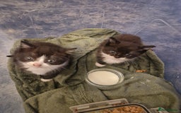 Mixed Breed cats for sale: Black and white kittens - Image 2