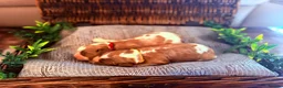 Cavalier King Charles Spaniel dogs for sale: HEALTH TESTED CLEAR cavalier puppies  - Advert 14