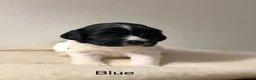 English Springer Spaniel dogs for sale: 3 female Springer spaniel puppies  - Advert 20