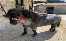 Shetland pony horses for sale: Beautiful 7,2h Mini shetland Gelding  - Image 5