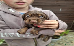 Cocker Spaniel dogs for sale: Working cocker spaniels  - Image 4