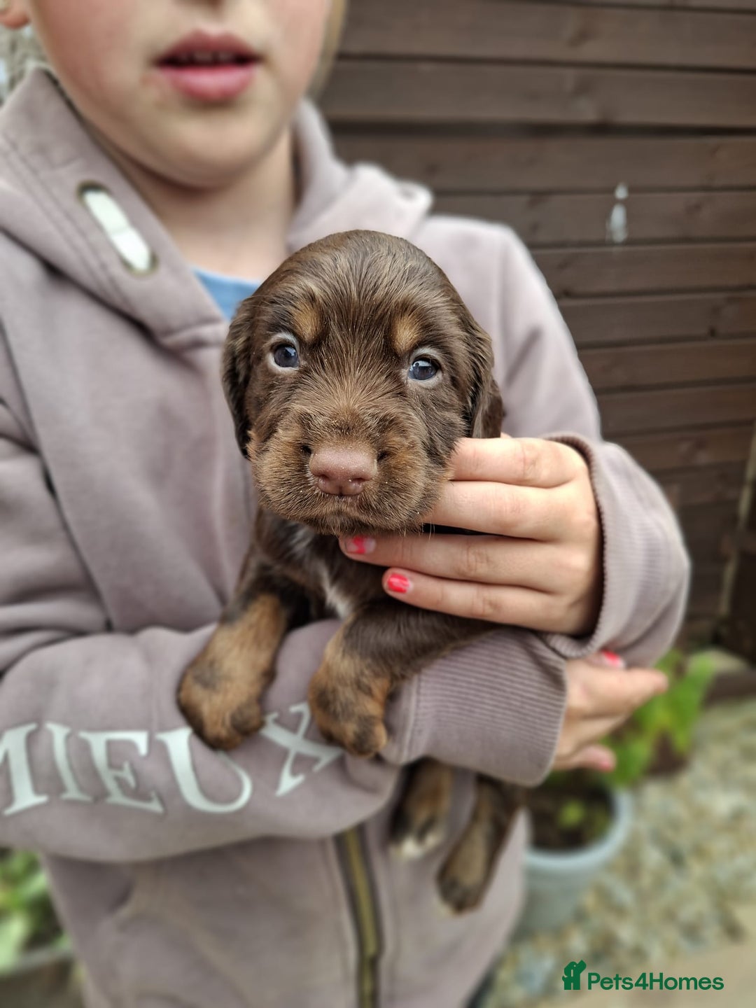 Cocker Spaniel dogs for sale: Working cocker spaniels  - Image 4