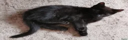 Mixed Breed cats for sale: Maine Coon X kittens in Swindon - Advert 8
