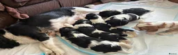Cavalier King Charles Spaniel dogs for sale: Stunning puppies  in Oldham - Advert 7