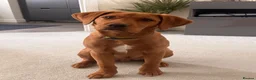 Labrador Retriever dogs for sale: Fox Red Labrador seeking forever loving home - Advert 1
