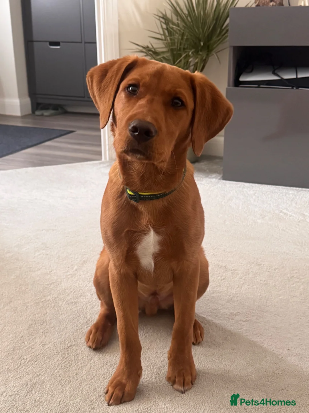 Labrador Retriever dogs for sale: Fox Red Labrador seeking forever loving home - Advert 1