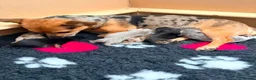 Jack Russell dogs for sale: Rainbow litter of Miniature Jack Russel Pups  - Advert 1