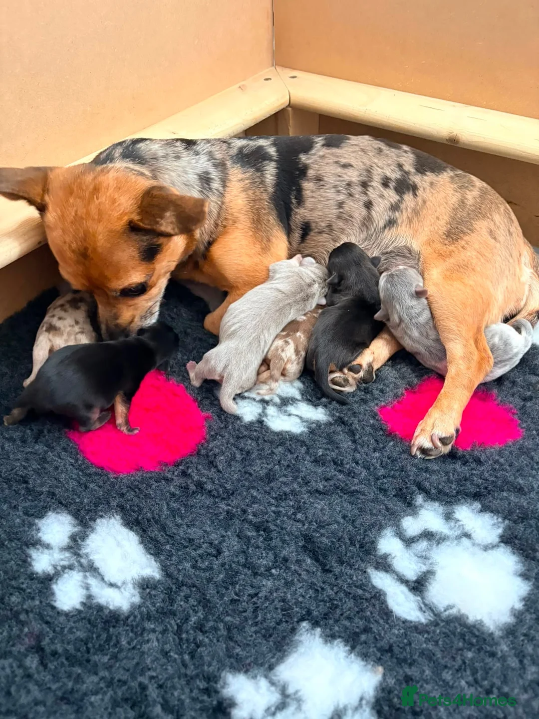 Jack Russell dogs for sale: Rainbow litter of Miniature Jack Russel Pups  - Advert 1
