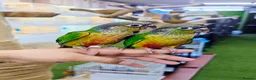 Parrots birds for sale: Talking Parrot and bird Available - Advert 5