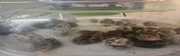 Quail poultry for sale: Cortunix quail - Advert 4