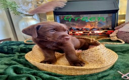 Labrador Retriever dogs for sale: Bundle of Chocolate Joy- Labrador Retrive Puppies - Image 32