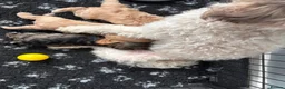 Cavapoo dogs for sale: Cavapoos health tested parents - Advert 4