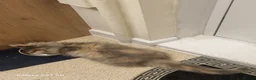 Maine Coon cats for sale: Maine coon kitten - Advert 3