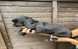 Cocker Spaniel dogs for sale: Cocker spaniel female puppies  - Image 11