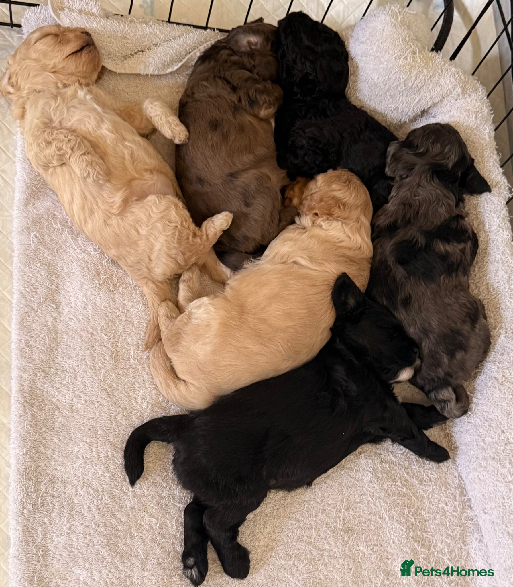 Cavapoo dogs Toy F2 Cavapoo’s ❤️🐾 - Advert 2