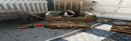 Mini Lop rabbits for sale: 🐰 Indoor Raised Mini Lop 🐰 - Advert 5