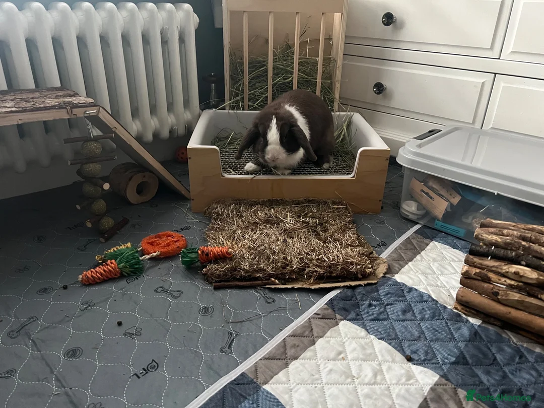 Mini Lop rabbits for sale: 🐰 Indoor Raised Mini Lop 🐰 - Advert 5
