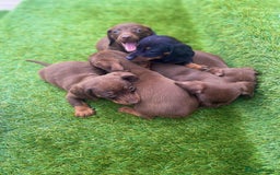 Miniature Dachshund dogs for sale: Miniature daschunds - Image 13