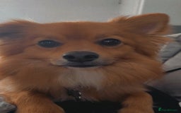 Pomeranian dogs for sale: Male Pomeranian  - Image 3