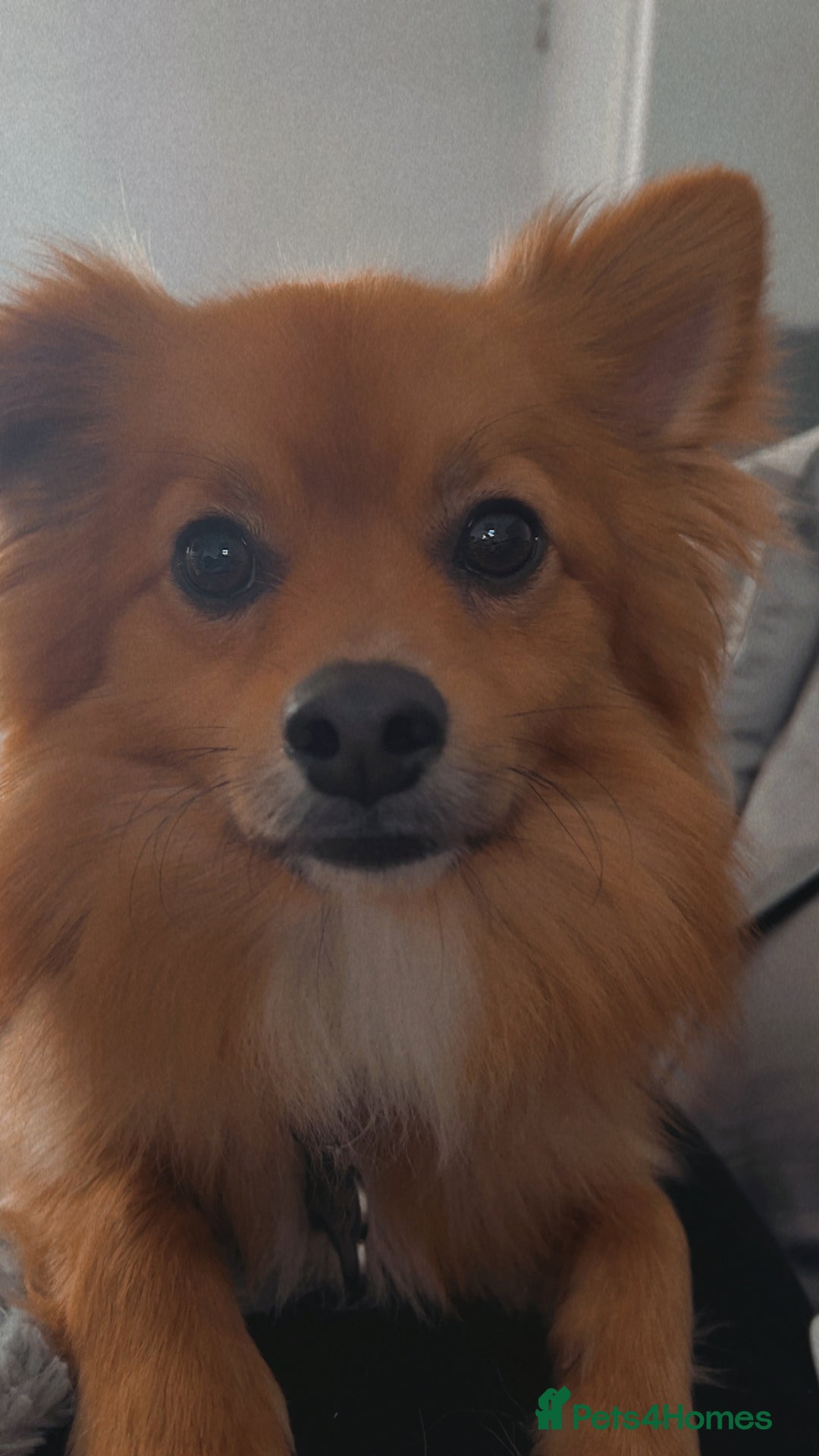 Pomeranian dogs for sale: Male Pomeranian  - Image 3
