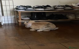 English Lop rabbits for sale: Friendly bunny for rehoming - Image 5