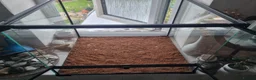 Stick Insects invertebrates for sale: Large Komodo Glass Terrarium Indian stick insects - Advert 5