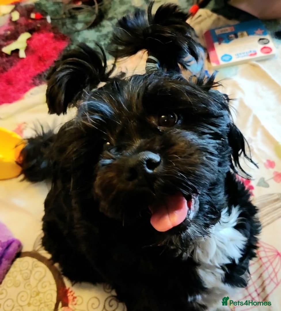 Lhasa Apso dogs Lhasa Apso — vet-checked, home-raised pups - Advert 2