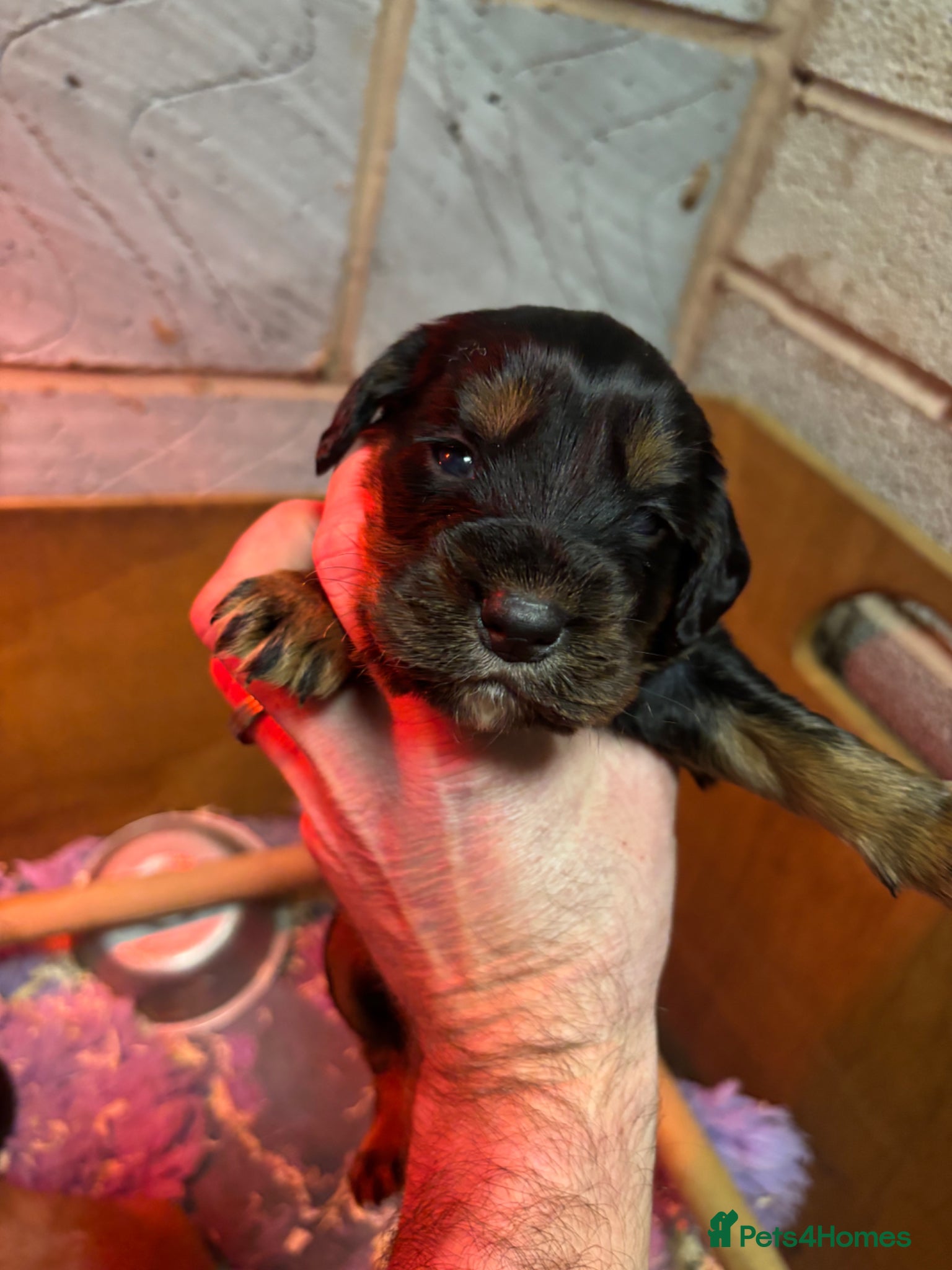 Cocker Spaniel dogs Champion Bred Working Cocker Spaniel Boys - Advert 1