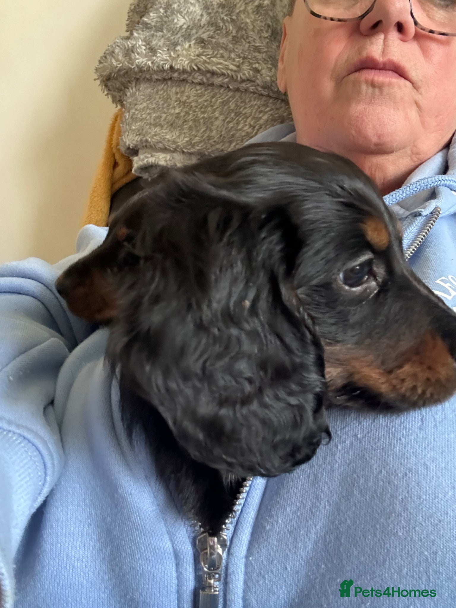 Dachshund dogs Miniature dachshunds  - Advert 1