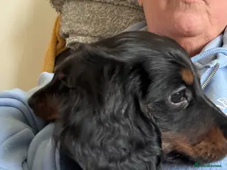 Dachshund dogs Miniature dachshunds - Advert 1