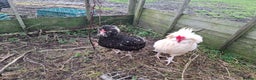 Chickens poultry for sale: 2 pairs of mottel Houdans - Advert 6
