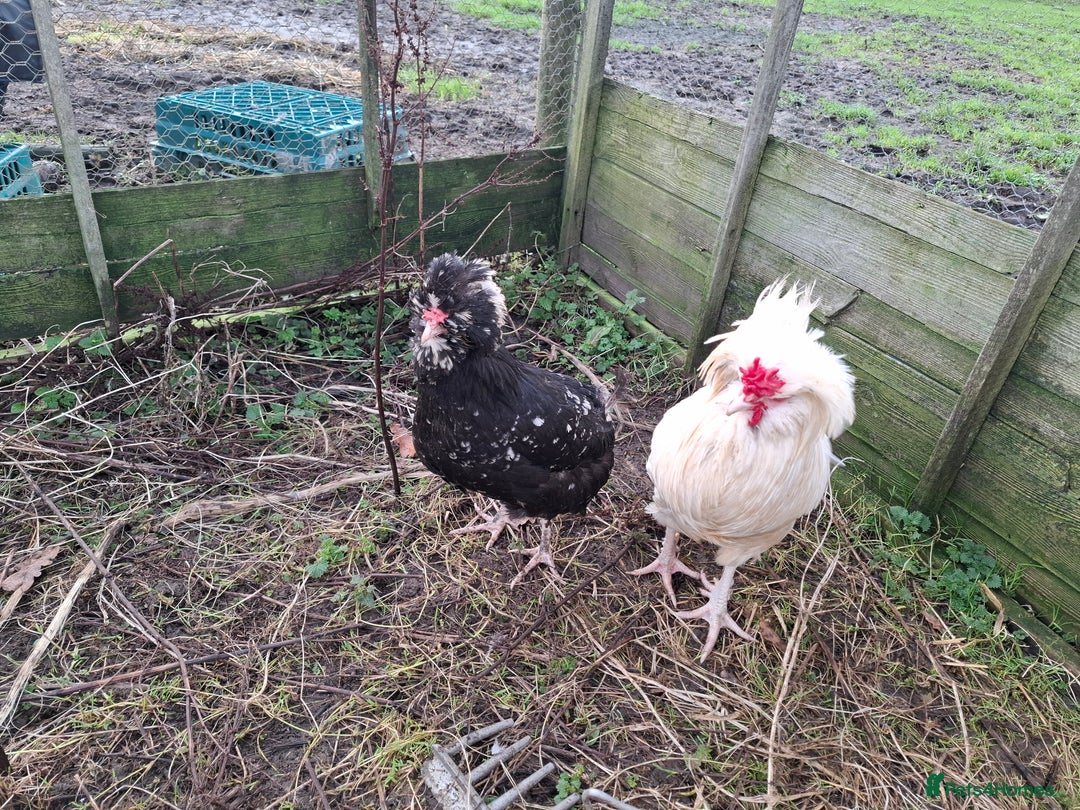 Chickens poultry for sale: 2 pairs of mottel Houdans - Advert 6