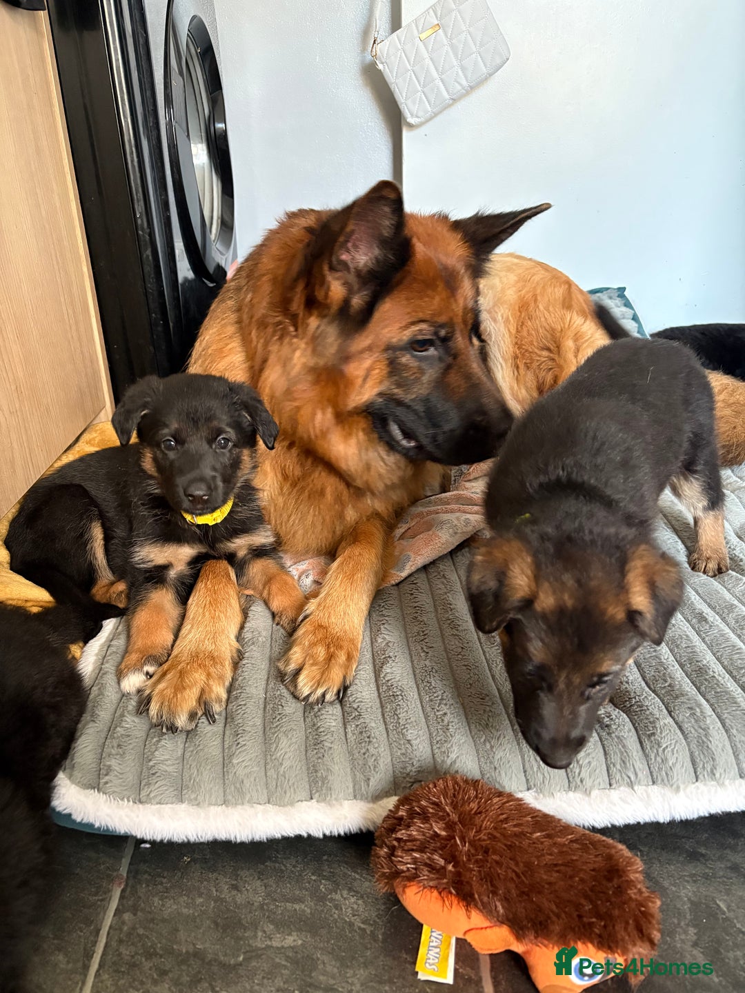 German Shepherd dogs for sale: 2 German Shepherd females puppies  - Image 5